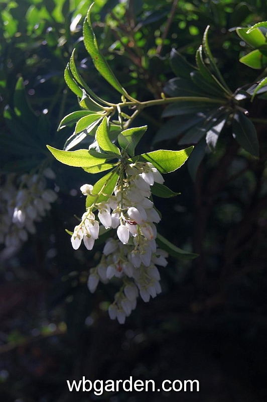 wbgarden spring 42.JPG